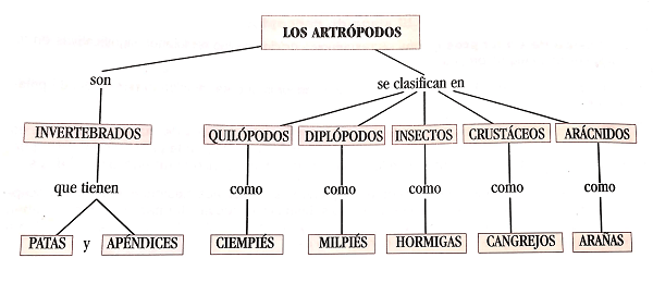 Types et exemples de schémas.  Carte conceptuelle.